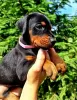 Additional photos: Doberman puppies