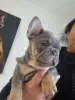 Photo №4. I will sell french bulldog in the city of Helsinki. private announcement - price - 376$