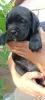 Additional photos: Purebred Cane Corso puppies