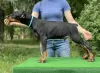 Photo №1. dobermann - for sale in the city of Minsk | 849$ | Announcement № 106663