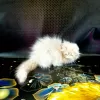 Photo №2 to announcement № 11669 for the sale of persian cat - buy in Ukraine 