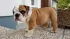 Photo №1. english bulldog - for sale in the city of Берлинген | Is free | Announcement № 103480