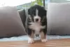 Photo №1. australian shepherd - for sale in the city of Grossarl | Is free | Announcement № 119306