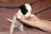 Additional photos: Jack Russell Terrier puppies