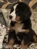 Additional photos: Bernese Mountain Dog puppies