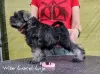 Photo №1. schnauzer - for sale in the city of Stargard Szczeciński | 1352$ | Announcement № 23546