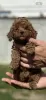 Additional photos: Little red poodle