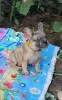 Photo №2 to announcement № 55722 for the sale of french bulldog - buy in Russian Federation breeder