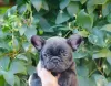 Additional photos: French Bulldog FCI