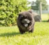 Additional photos: Chow Chow puppies are set for new homes now