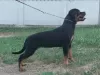 Photo №1. rottweiler - for sale in the city of Belgrade | negotiated | Announcement № 111693