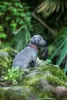 Photo №3. Puppies of a small Italian greyhound (greyhound). Russian Federation