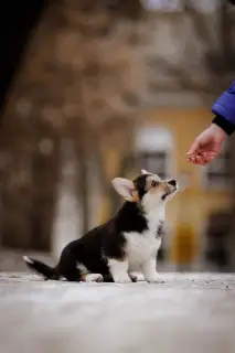 Additional photos: Welsh Corgi Pembroke Puppies