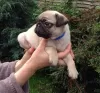 Photo №3. Pug Puppies Now Ready. Australia