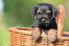 Additional photos: border terrier puppies