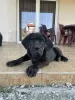 Additional photos: South African Mastiff - Boerboel