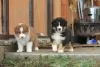 Photo №1. australian shepherd - for sale in the city of Lubná | 550$ | Announcement № 124837