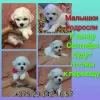 Photo №1. bichon frise - for sale in the city of Minsk | 350$ | Announcement № 68933