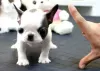 Photo №1. french bulldog - for sale in the city of Bielefeld | negotiated | Announcement № 64580