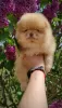 Additional photos: Pomeranian Spitz, puppies. Mini bears