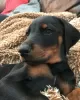 Photo №1. dobermann - for sale in the city of Братислава | Is free | Announcement № 111332