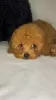 Photo №4. I will sell poodle (toy) in the city of Zaporizhia. from nursery - price - 600$