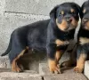 Photo №1. rottweiler - for sale in the city of Lisbon | negotiated | Announcement № 126860