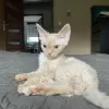 Additional photos: Devon Rex Cinnamon