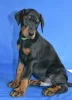 Additional photos: Doberman puppies