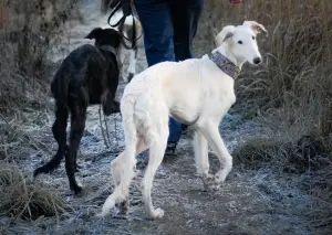 Photo №1. borzoi - for sale in the city of St. Petersburg | 390$ | Announcement № 4115