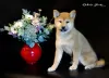 Photo №2 to announcement № 25636 for the sale of shiba inu - buy in Russian Federation from nursery, breeder