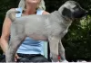 Additional photos: Kangal puppies