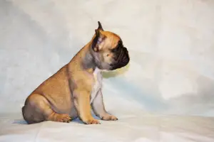 Photo №3. French bulldog puppies. Russian Federation