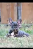 Photo №2 to announcement № 114982 for the sale of french bulldog - buy in Serbia breeder