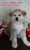 Photo №3. Akita Inu Puppies. Russian Federation