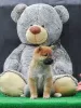 Additional photos: Shiba Inu puppies