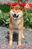 Photo №2 to announcement № 113558 for the sale of shiba inu - buy in Ukraine from nursery