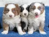 Photo №1. australian shepherd - for sale in the city of Egerkingen | 424$ | Announcement № 129177