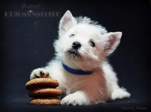 Additional photos: West Highland White Terrier from a superb pair!