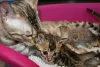 Photo №4. I will sell bengal cat in the city of Barcelona. private announcement, breeder - price - 370$