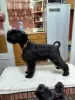 Additional photos: Miniature Schnauzer puppies