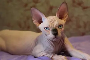 Photo №4. I will sell sphynx-katze in the city of Lipetsk. from nursery - price - 1$