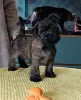 Additional photos: CAIRN TERRIER PUPPPY