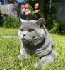 Photo №2 to announcement № 102257 for the sale of british shorthair - buy in United States private announcement, breeder