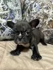 Photo №1. french bulldog - for sale in the city of Kikinda | negotiated | Announcement № 117744