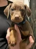 Photo №3. Cute Dobermann Puppies. Australia