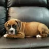 Photo №2 to announcement № 130606 for the sale of boxer - buy in Finland 