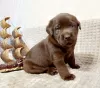 Additional photos: Labrador puppies