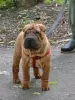 Photo №1. shar pei - for sale in the city of Kaluga | negotiated | Announcement № 52635