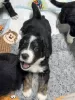 Photo №2 to announcement № 130493 for the sale of bernese mountain dog - buy in Sweden private announcement